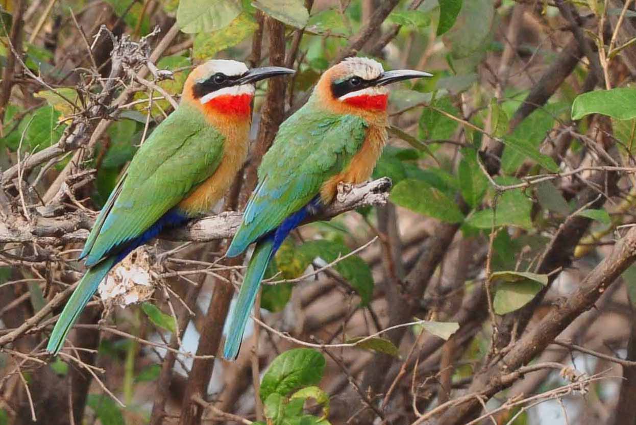 4 Days Mikumi National Park & Udzungwa Mountains